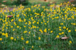 Arachis_duranensis_cultivar_PI475845