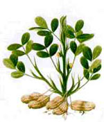 Arachis_hypogaea