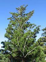 Araucaria_cunninghamii