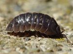 Armadillidium_vulgare