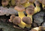 Armillaria_cepistipes_B5