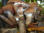 Armillaria_gallica_21_2