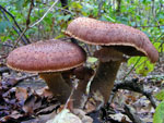 Armillaria_ostoyae_C18_9