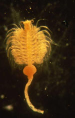 Artemia_franciscana