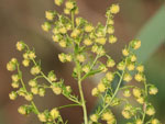 Artemisia_annua