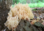 Artomyces_pyxidatus