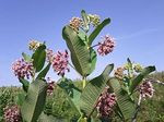 Asclepias_syriaca