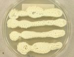 Aspergillus_candidus_CBS_102_13