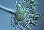 Aspergillus_flavus_206_4