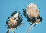 Aspergillus_niger_L2