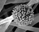 Aspergillus_nomius_NRRL_13137