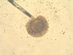 Aspergillus_tubingensis_CBS_134_48