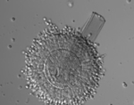 Aspergillus_tubingensis_G131