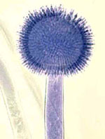 Aspergillus_wentii_DTO_134E9