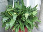 Aspidistra_elatior