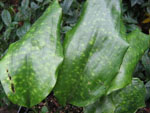 Aspidistra_saxicola