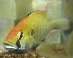 Astatotilapia_calliptera