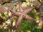 Asterias_amurensis