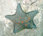 Asterina_pectinifera