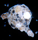 Astrammina_rara