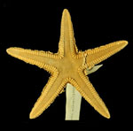 Astropecten_brasiliensis
