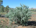 Atriplex_nummularia