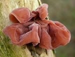 Auricularia_auricula_judae_B14_8