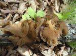 Auricularia_heimuer_Dai_13782