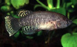 Austrofundulus_limnaeus