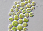 Auxenochlorella_protothecoides