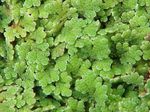 Azolla_filiculoides