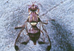 Bactrocera_cucurbitae