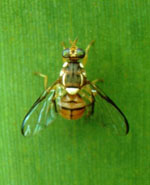 Bactrocera_dorsalis