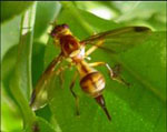 Bactrocera_minax