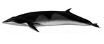 Balaenoptera_bonaerensis