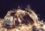 Balanus_nubilus