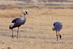 Balearica_pavonina_gibbericeps
