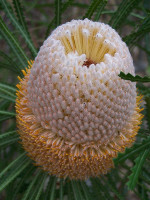 Banksia_hookeriana
