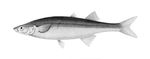 Basilichthys_microlepidotus