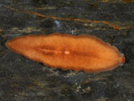 Bdellocephala_annandalei