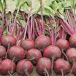 Beta_vulgaris_subsp__vulgaris_cultivar_EL10