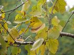 Betula_papyrifera