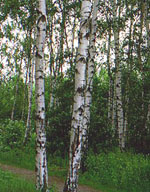 Betula_pendula