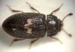 Biphyllus_lunatus