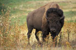 Bison_bison_bison