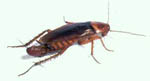 Blatta_sp__IRT_2002
