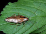 Blattella_bisignata