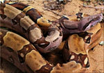 Boa_constrictor_constrictor