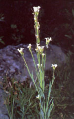 Boechera_stricta