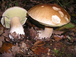 Boletus_edulis